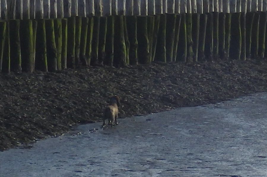 Hond nabij de pier